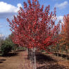 Acer rub. ‘Sun Valley’ Red Maple, 15 gal 1.25"