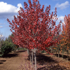 Acer rub. ‘Sun Valley’ Red Maple, 15 gal 1.25"