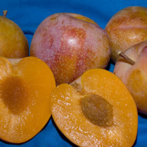 Prunus PLUM 'Superior' Plum 9-10', 7 gal 1.25"