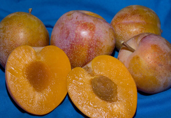 Prunus PLUM 'Superior' Plum 9-10', 7 gal 1.25"