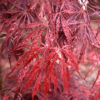 Acer pal. 'Tamukeyama' Weeping Japanese Laceleaf Maple Low Head, 10 gal - Image 2