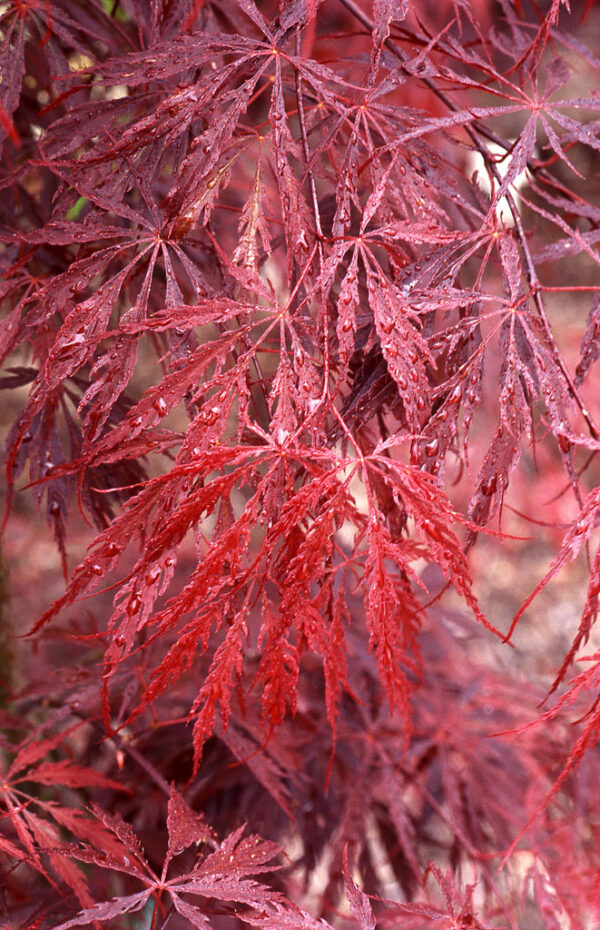 Acer pal. 'Tamukeyama' Weeping Japanese Laceleaf Maple Low Head, 10 gal - Image 2