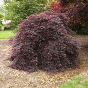 Acer pal. 'Tamukeyama' Weeping Japanese Laceleaf Maple 6', 15 gal 1.5"