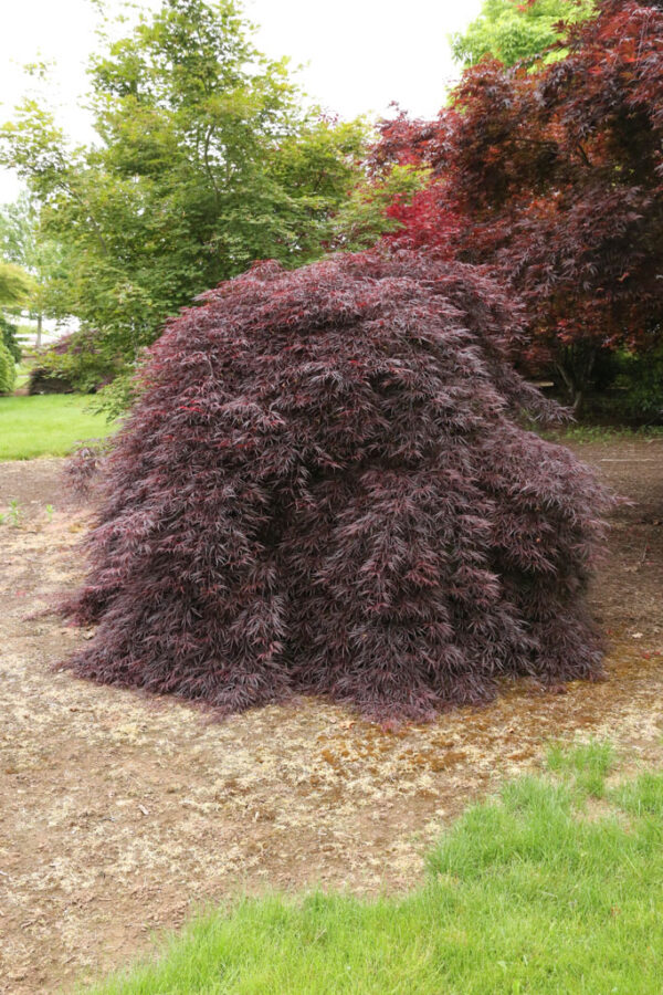 Acer pal. 'Tamukeyama' Weeping Japanese Laceleaf Maple Low Head, 10 gal