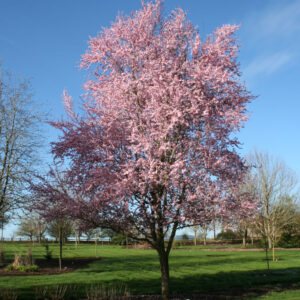 Prunus cer. 'Thundercloud' Plum, 20 gal 1.5"