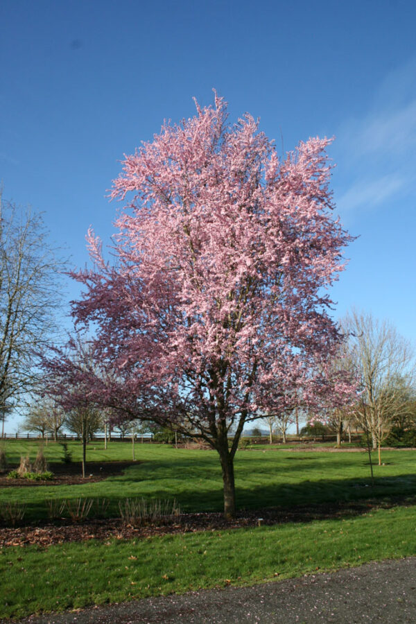 Prunus cer. 'Thundercloud' Plum, 20 gal 1.5"