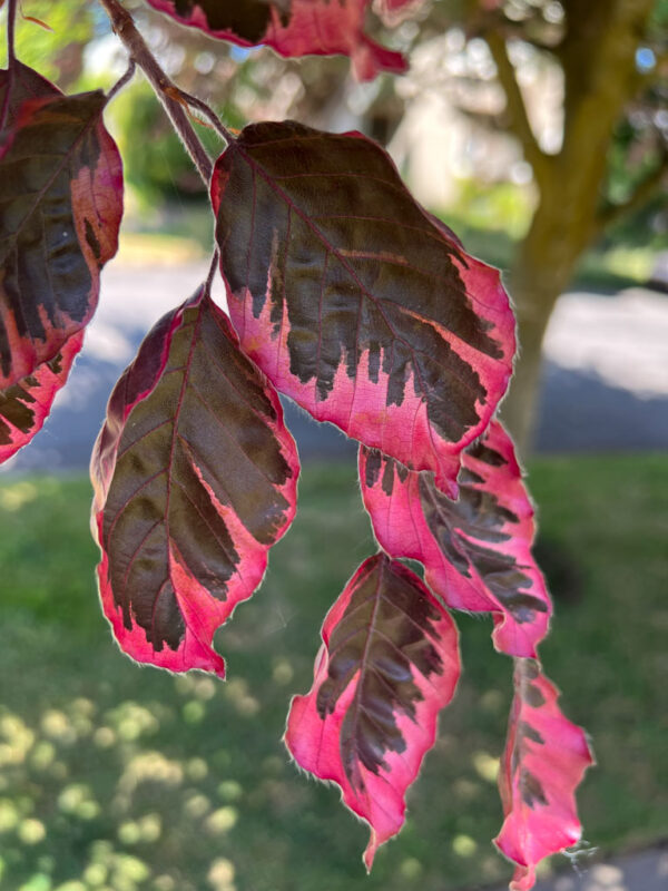 Fagus syl. 'Tri-color' Beech, 1.5", B&B 8-10' - Image 2