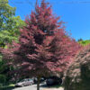 Fagus syl. 'Tri-color' Beech, 1.5", B&B 8-10'