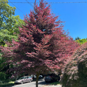 Fagus syl. 'Tri-color' Beech, 1.5", B&B 8-10'