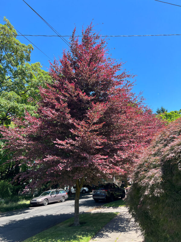 Fagus syl. 'Tri-color' Beech, 1.5", B&B 8-10'