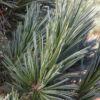 Pinus fle. 'Vanderwolf's Pyramid' Limber Pine, B&B WB 5-6' - Image 2