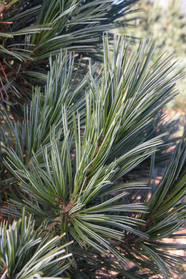 Pinus fle. 'Vanderwolf's Pyramid' Limber Pine, 25 gal 6-7' - Image 2