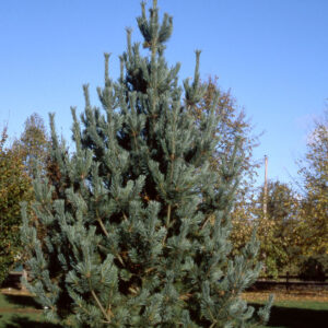 Pinus fle. 'Vanderwolf's Pyramid' Limber Pine, 25 gal 6-7'