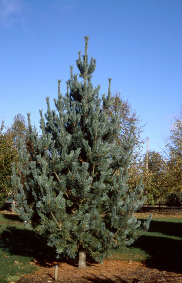 Pinus fle. 'Vanderwolf's Pyramid' Limber Pine, 25 gal 6-7'