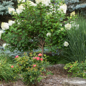 Hydrangea pan. Vanilla Strawberry Panicle Hydrangea (wht to pnk) Tree Form, 7 gal