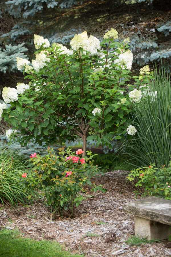 Hydrangea pan. Vanilla Strawberry Panicle Hydrangea (wht to pnk) Tree Form, 7 gal