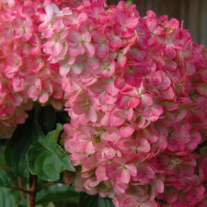 Hydrangea pan. 'Renhy' VANILLA STRAWBERRY™ PP20670, 2 gal