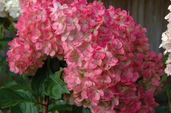Hydrangea pan. Vanilla Strawberry Panicle Hydrangea (white to pink), 1 gal