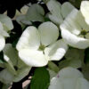 Cornus  x 'Venus' Dogwood (white), 20 gal 1.5" - Image 3