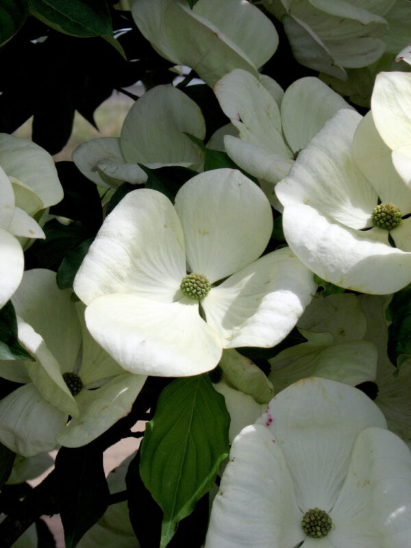 Cornus  x 'Venus' Dogwood (white), 20 gal 1.25" - Image 3
