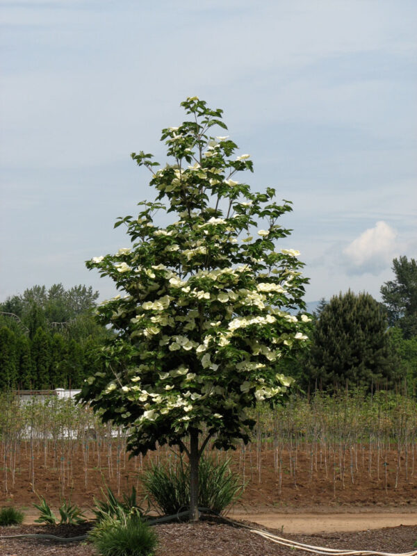 Cornus  x 'Venus' Dogwood (white), 20 gal 1.25" - Image 2