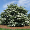 Cornus  x 'Venus' Dogwood (white), 20 gal 1.5"