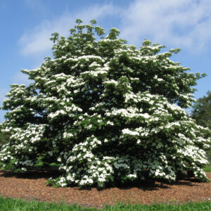 Cornus  x 'Venus' Dogwood (white), 20 gal 1.25"