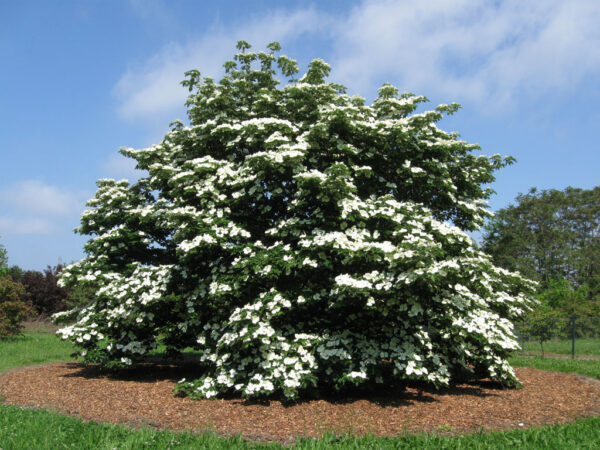 Cornus  x 'Venus' Dogwood (white), 20 gal 1.25"