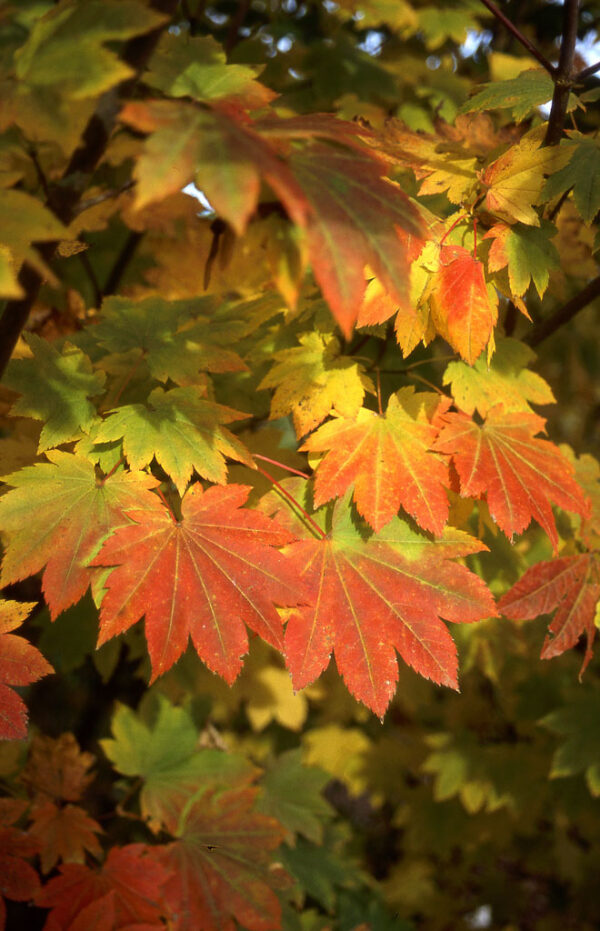 Acer cir. - Vine Maple, 7 gal M-S, 3-4' - Image 2