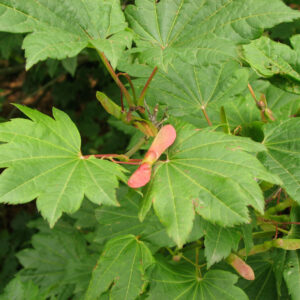 Acer cir. - Vine Maple 2', 7 gal M-S
