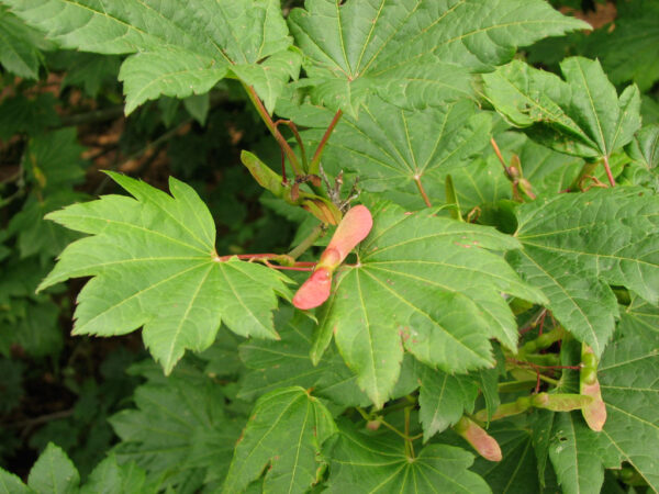 Acer cir. - Vine Maple, 7 gal M-S, 3-4'