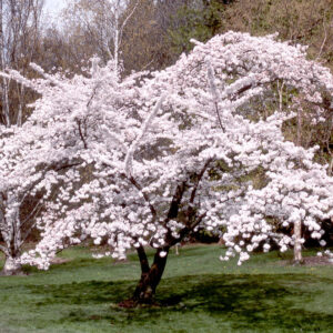 Prunus x yed. 'Yoshino' Flowering Cherry 9-10', 15 gal 1.75" Leader Loss