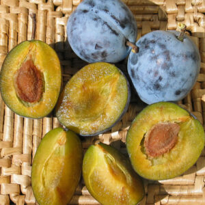 Prunus PRUNE Italian Prune (self-fruitful), 7 gal