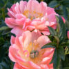Paeonia x 'Coral Charm' Peony, 2 gal