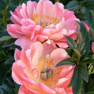 Paeonia 'Coral Charm' Peony, 1 gal