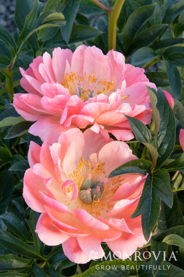 Paeonia x 'Coral Charm' Peony, 2 gal