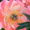 Paeonia x 'Coral Charm' Peony, 2 gal - Image 2