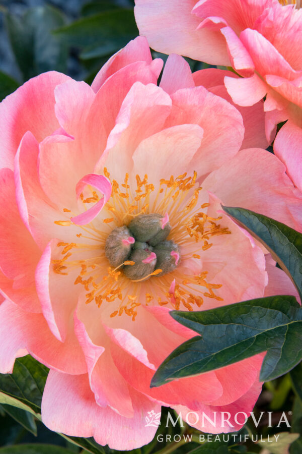 Paeonia x 'Coral Charm' Peony, 2 gal - Image 2