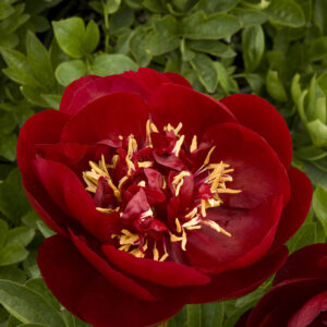 Paeonia 'Buckeye Belle' Peony, 1 gal