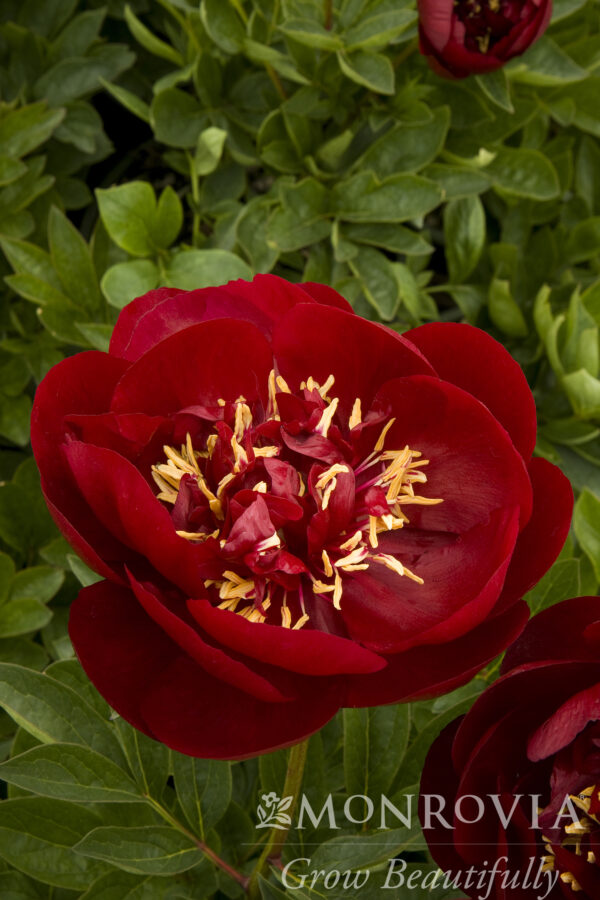 Paeonia 'Buckeye Belle' Peony, 1 gal