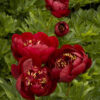 Paeonia 'Buckeye Belle' Peony, 1 gal - Image 2