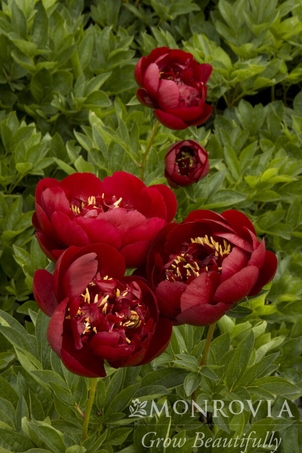 Paeonia 'Buckeye Belle' Peony, 1 gal - Image 2