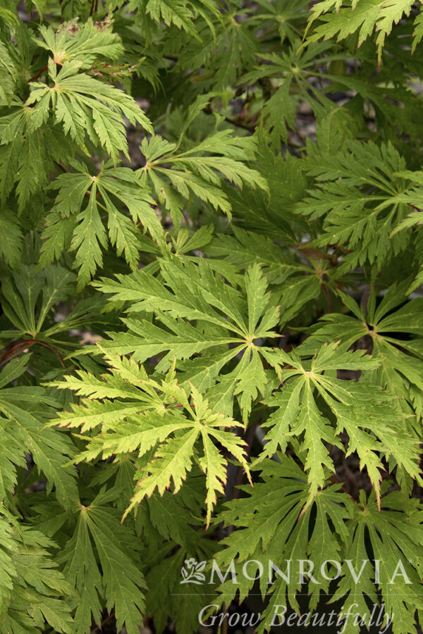 Acer jap. 'Aconitifolium' Fernleaf Full-Moon Maple, B&B/CT 20 gal - Image 2