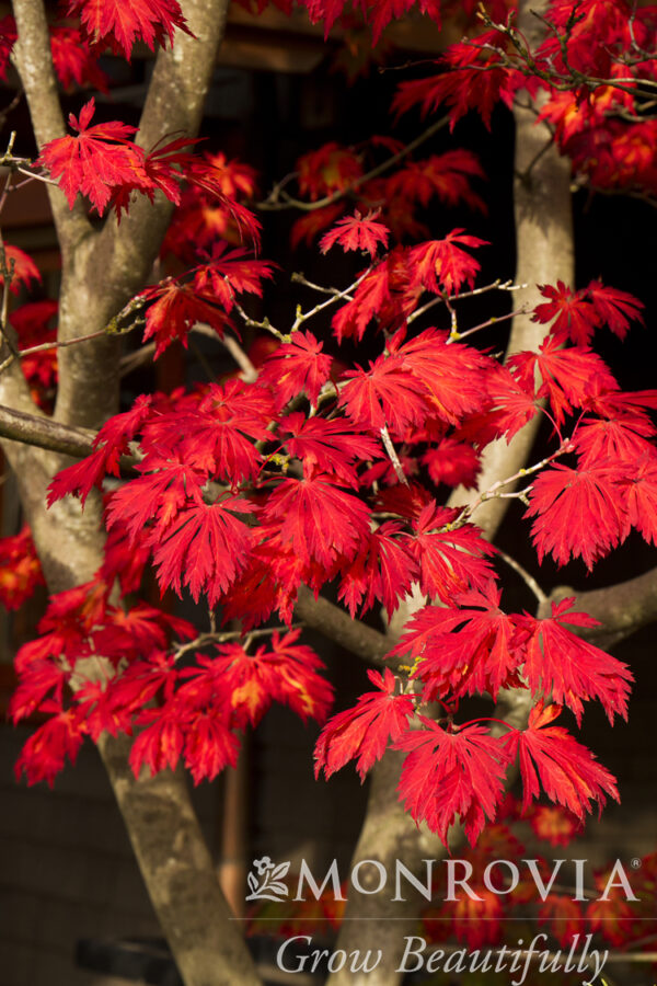 Acer jap. 'Aconitifolium' Fernleaf Full-Moon Maple, B&B/CT 20 gal - Image 3