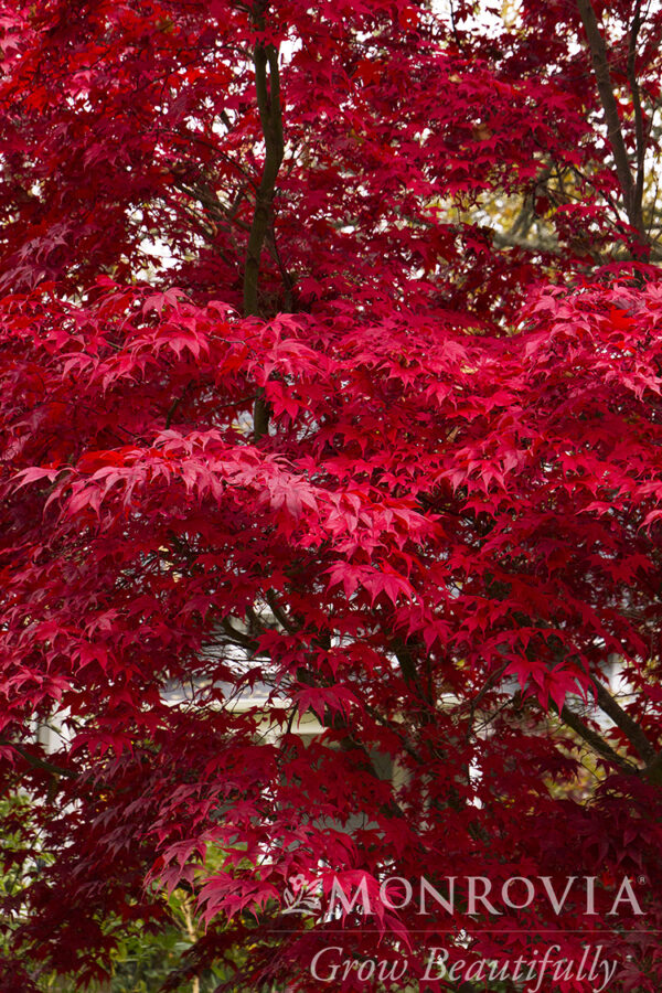 Acer pal. ‘Bloodgood’ Japanese Maple, 15 gal 5-6' - Image 2