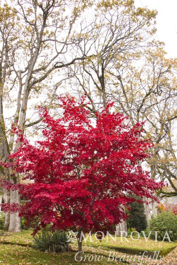 Acer pal. ‘Bloodgood’ Japanese Maple, 15 gal 5-6' - Image 3