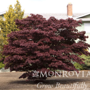 Acer pal. ‘Bloodgood’ Japanese Maple, 10 gal 5-6'