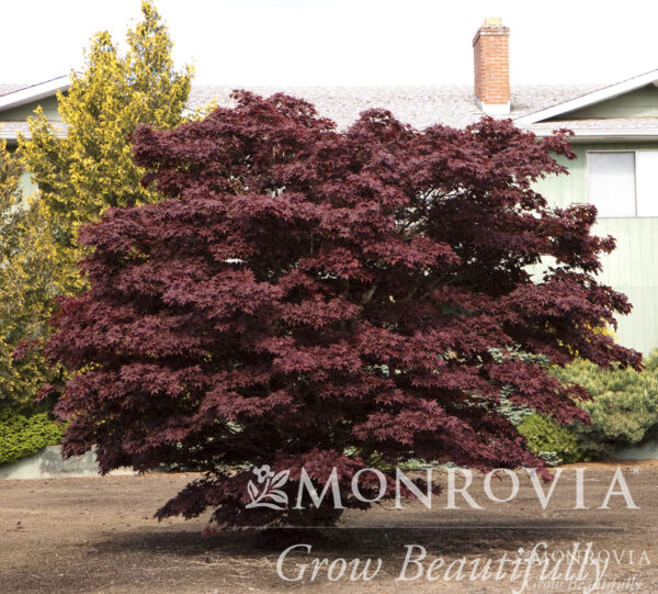 Acer pal. ‘Bloodgood’ Japanese Maple, 15 gal 5-6'