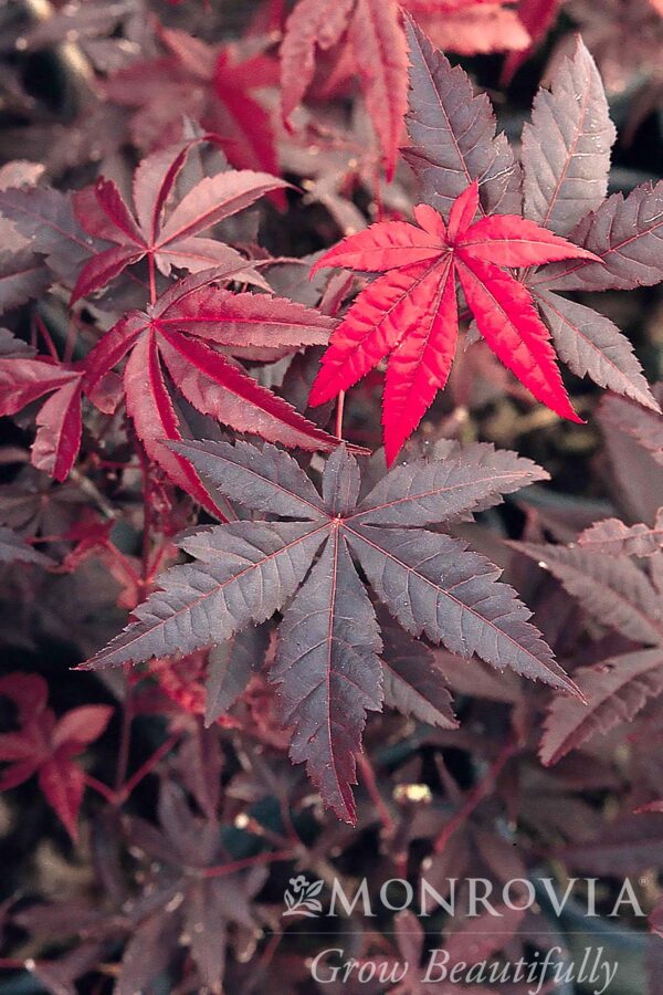 Acer pal. 'Wolff' Emperor 1 Japanese Maple 8-9', 10 gal 1" - Image 2