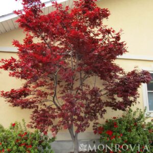 Acer pal. 'Wolff' Emperor 1 Japanese Maple , 10 gal 6-7'